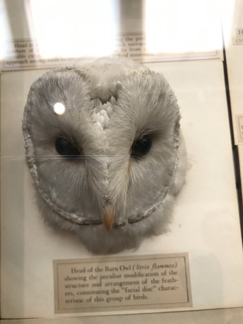 Barn owl head