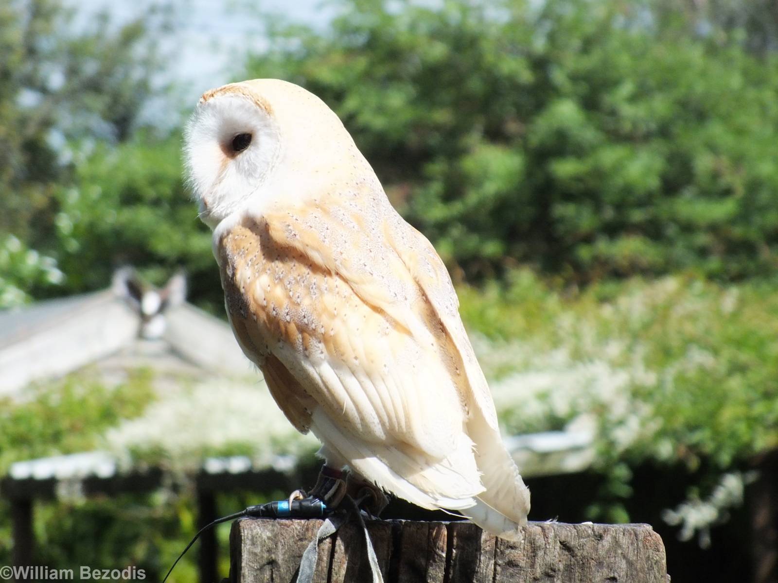 Barn Owl in Flight Show