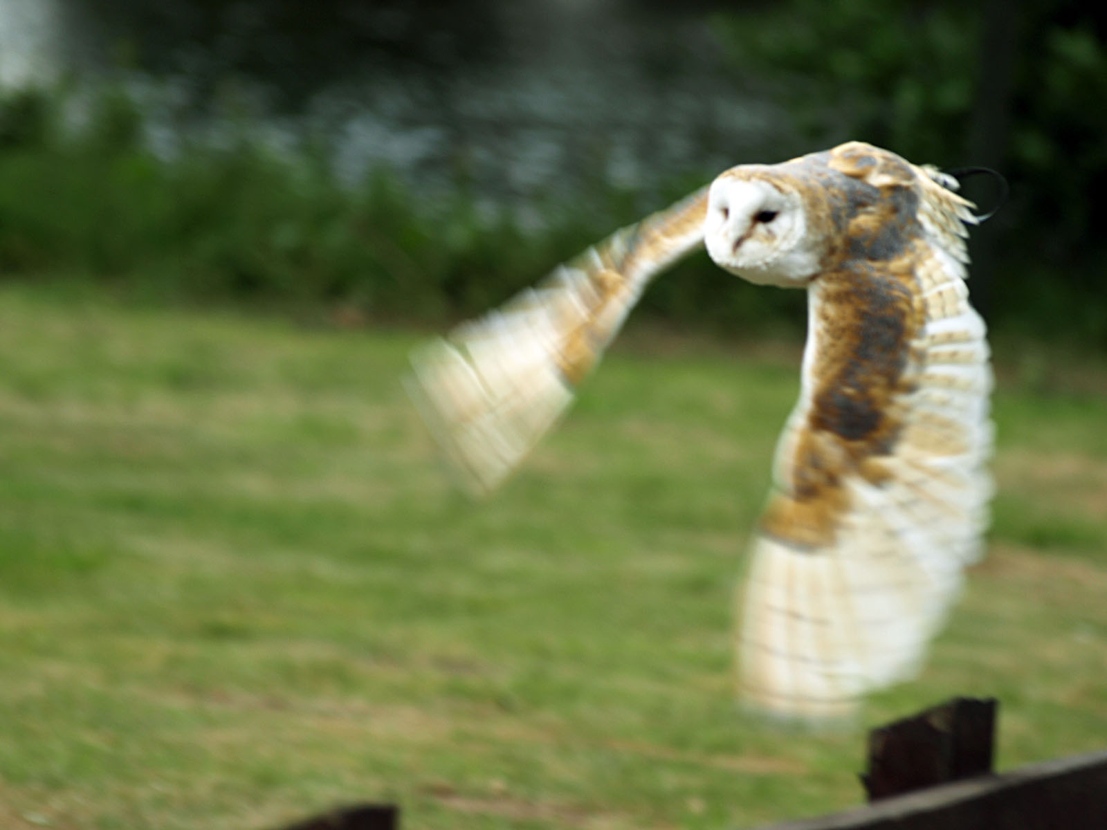 Barn owl in flight