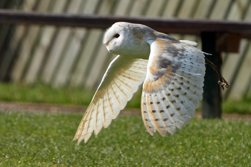 Barn Owl in Flight