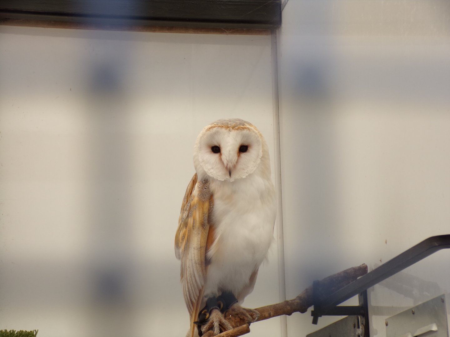 Barn owl in off-show area 9.9.23
