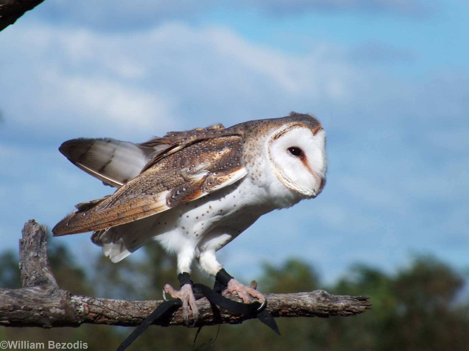 Barn Owl in the Wind