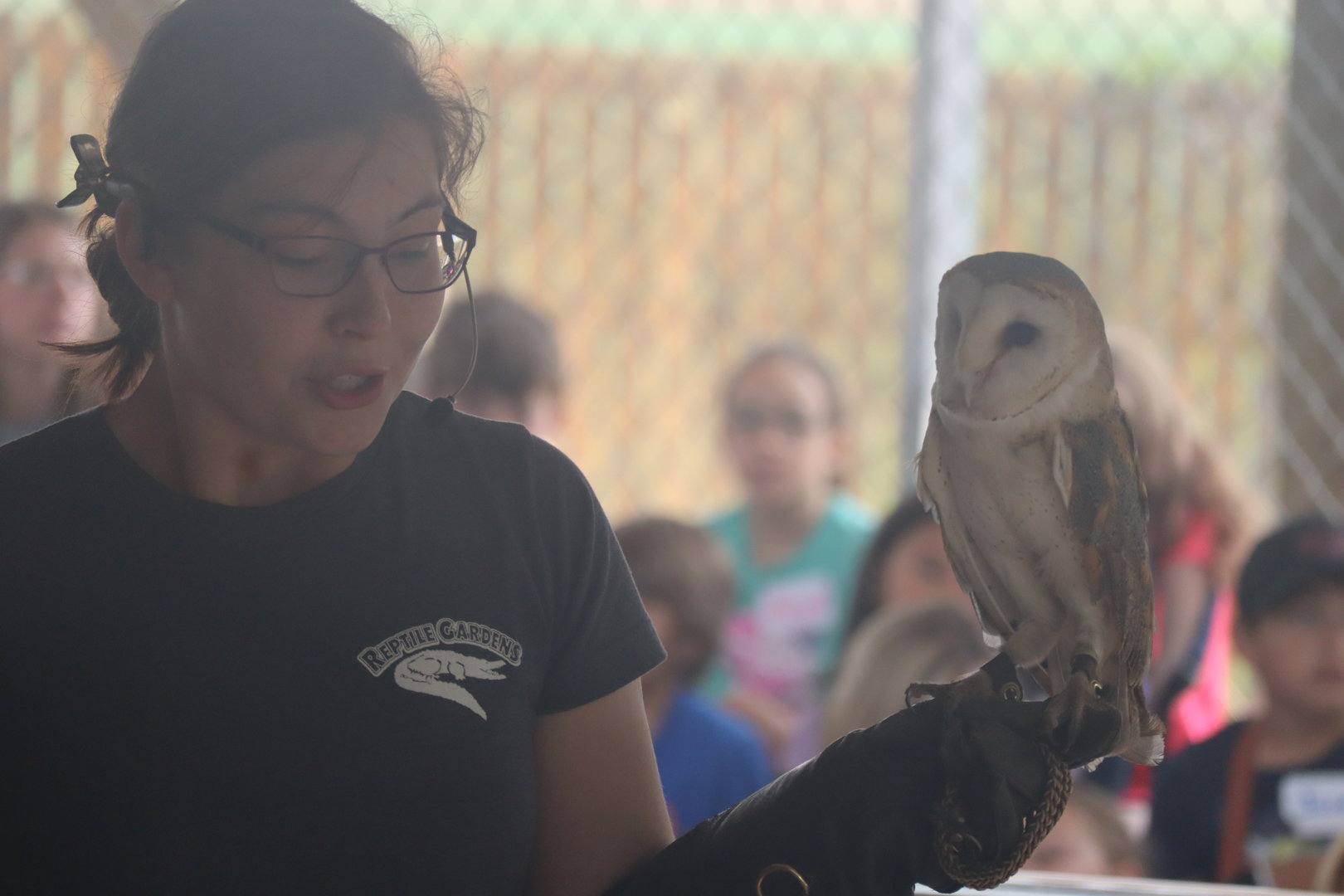 Barn Owl Keeper Talk