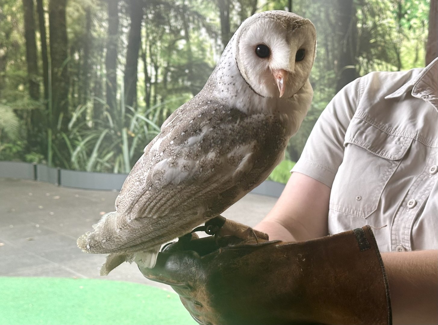Barn Owl (Keeper Talk)