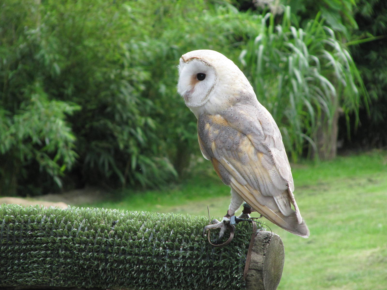 Barn Owl on 06/08/2016