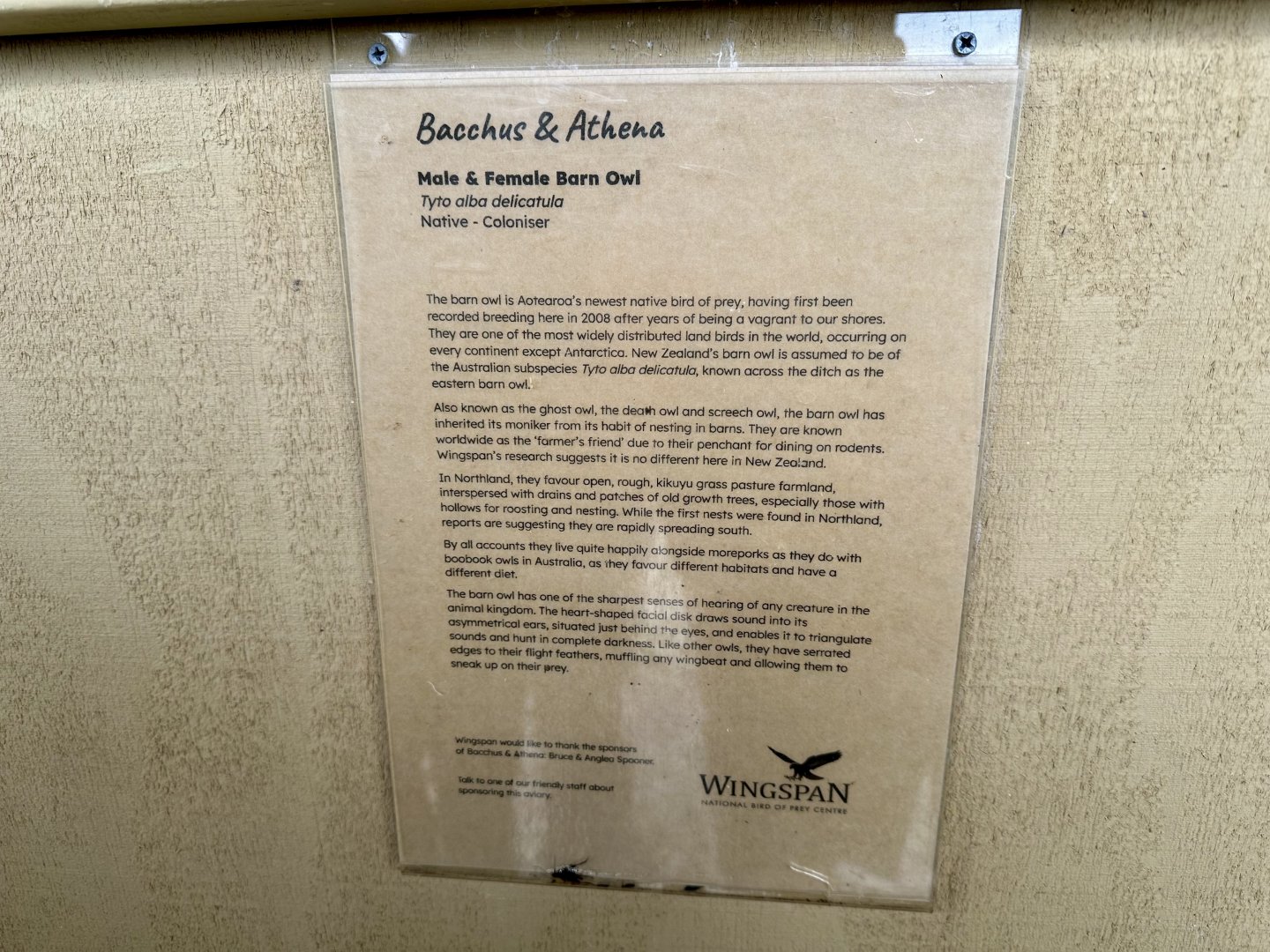 Barn Owl Profile (Bacchus and Athena)