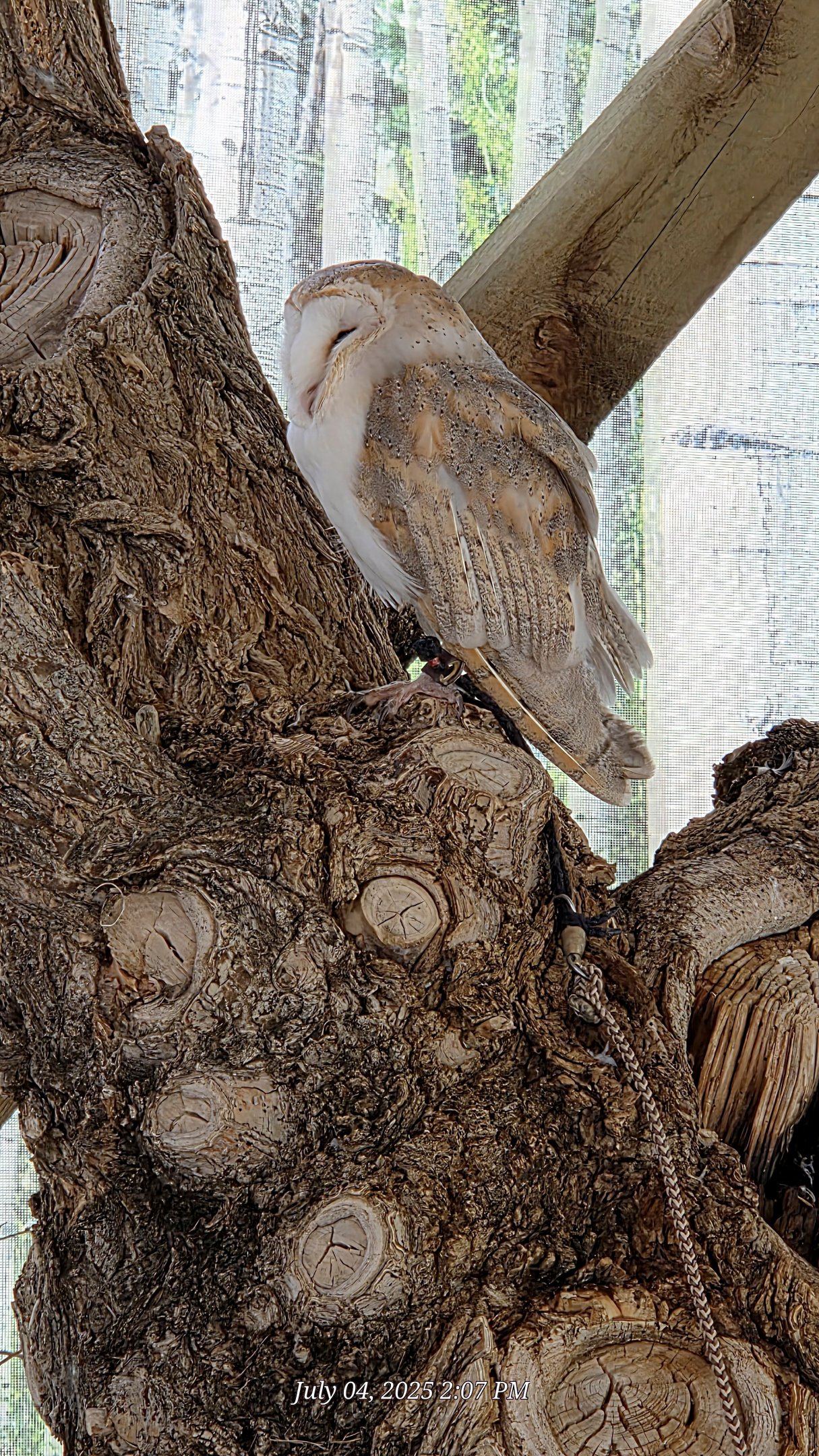 Barn Owl - Reptile Gardens