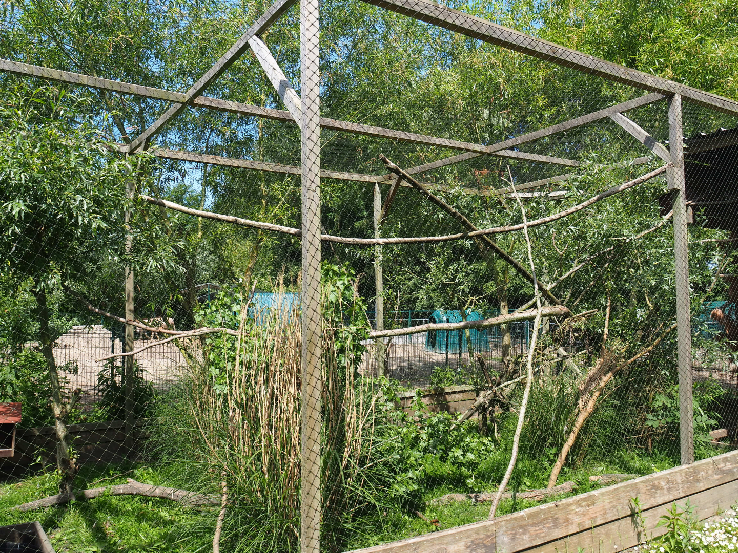 Barn owl - Silver pheasant aviary, 2019-06-01
