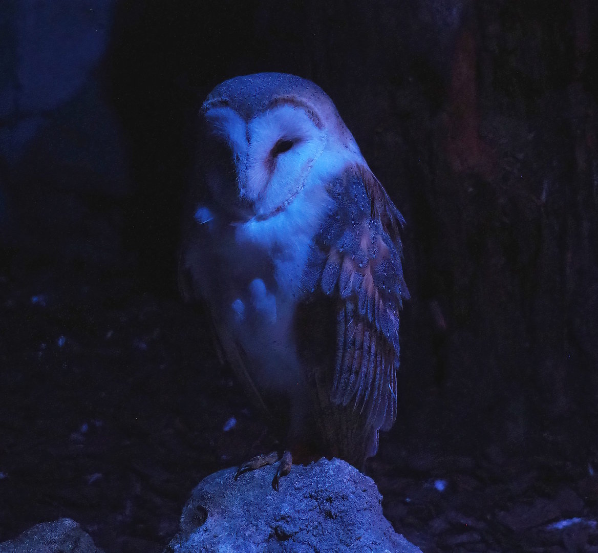 Barn owl (Tyto alba), 2022-08-28