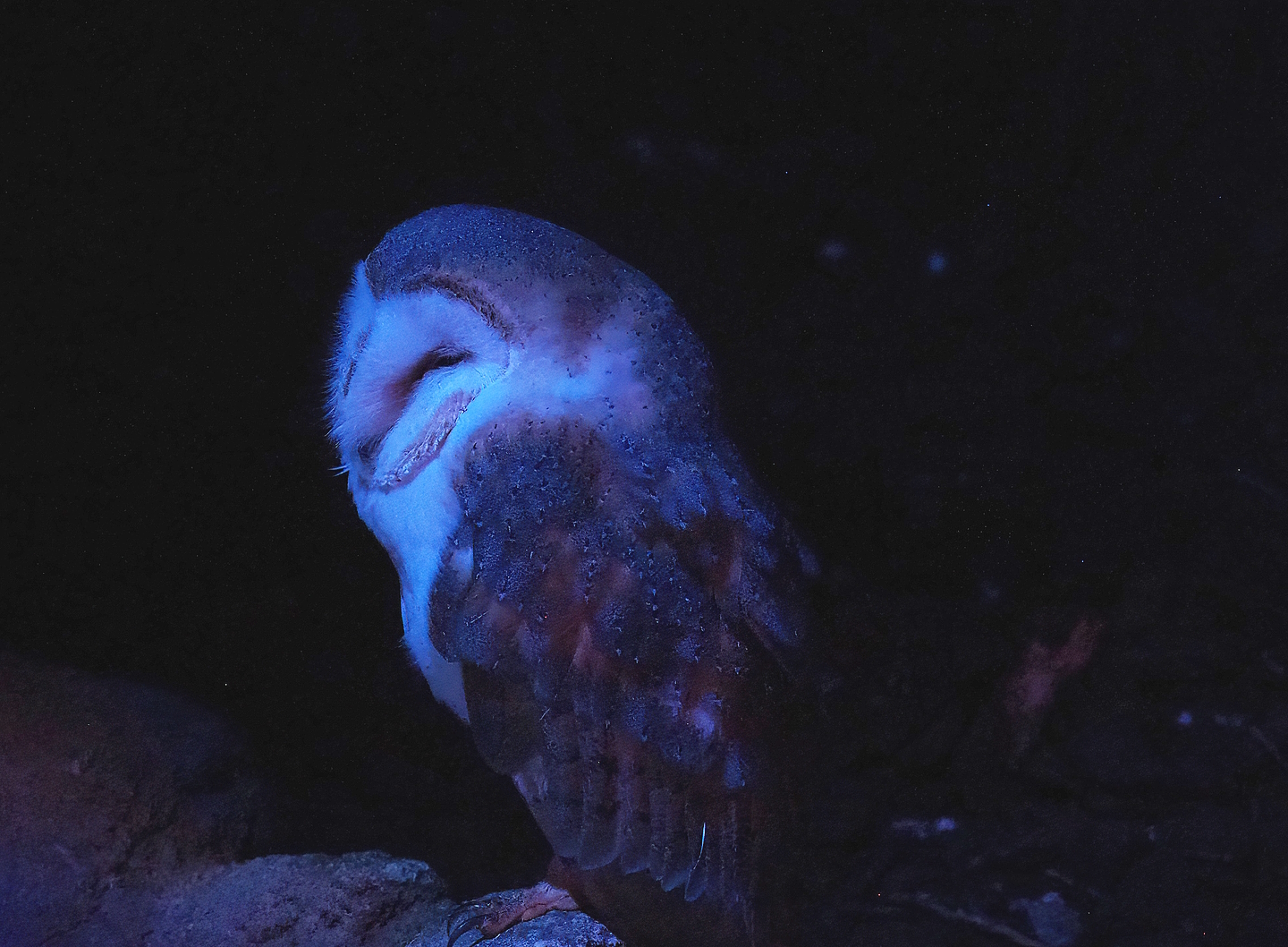 Barn owl (Tyto alba), 2022-08-28