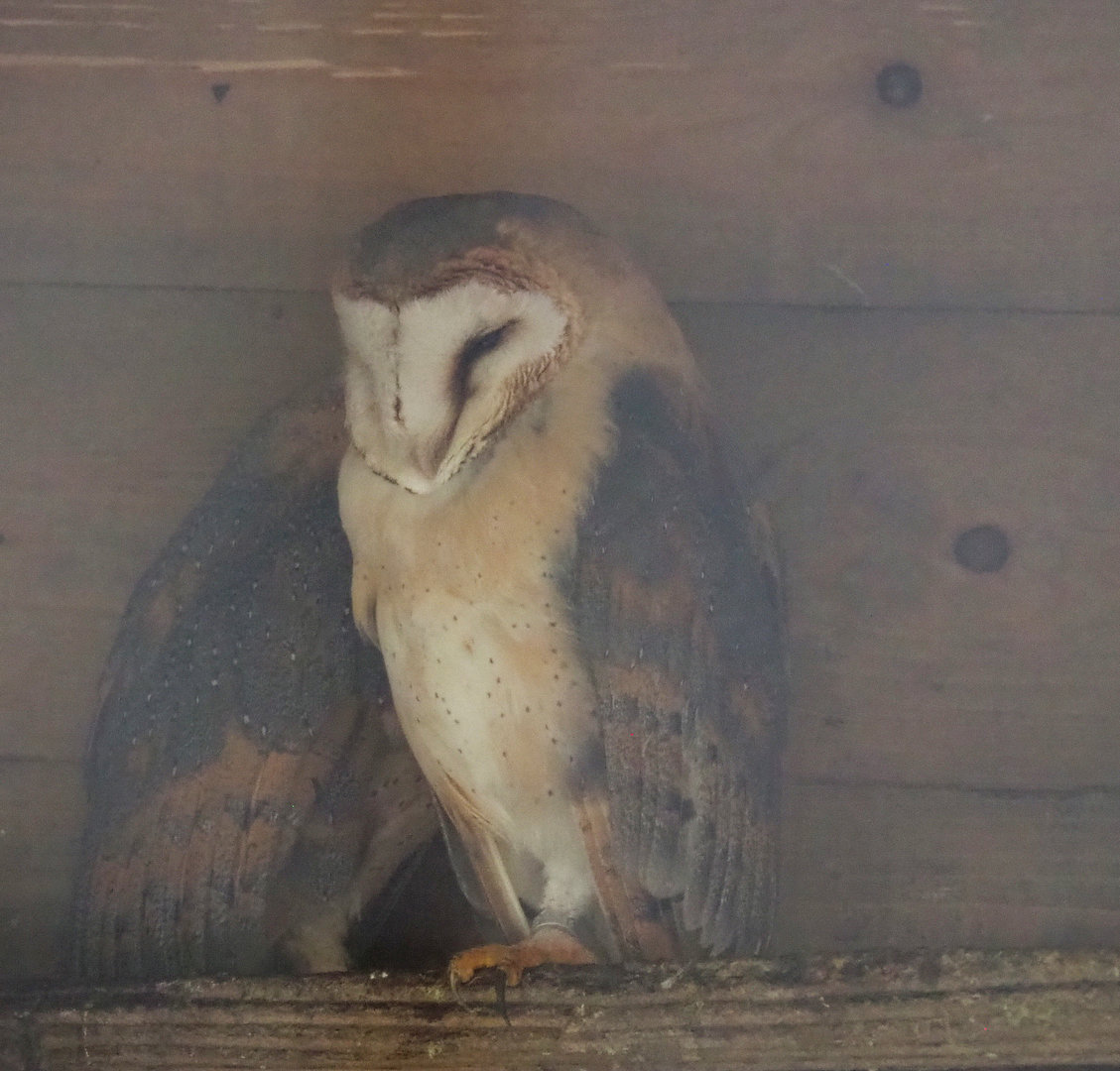 Barn owl (Tyto alba), 2022-09-15