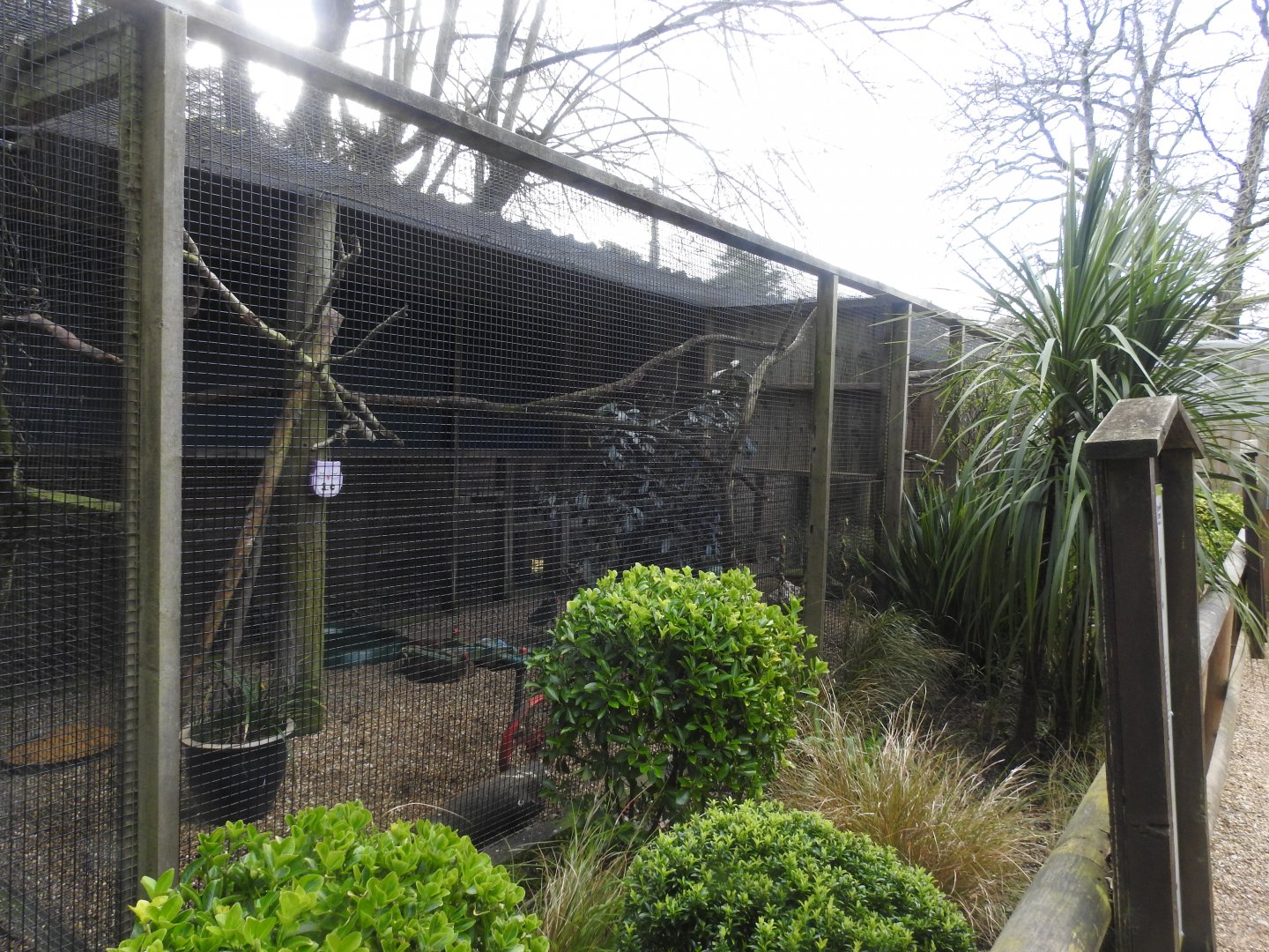 Barn Owl (Tyto alba) Aviary