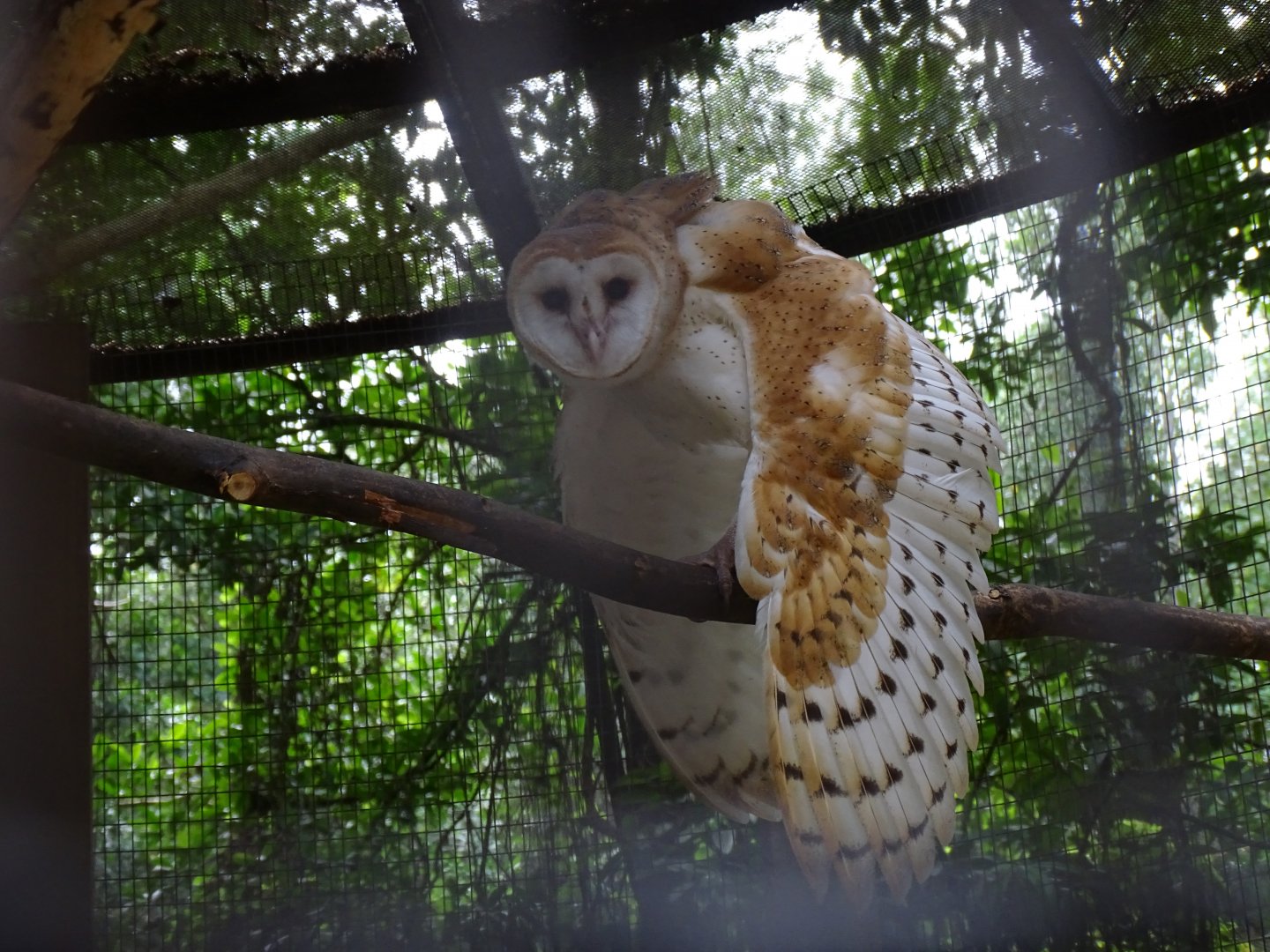Barn owl (Tyto alba) Jamaica Swamp Safari, Jamaica