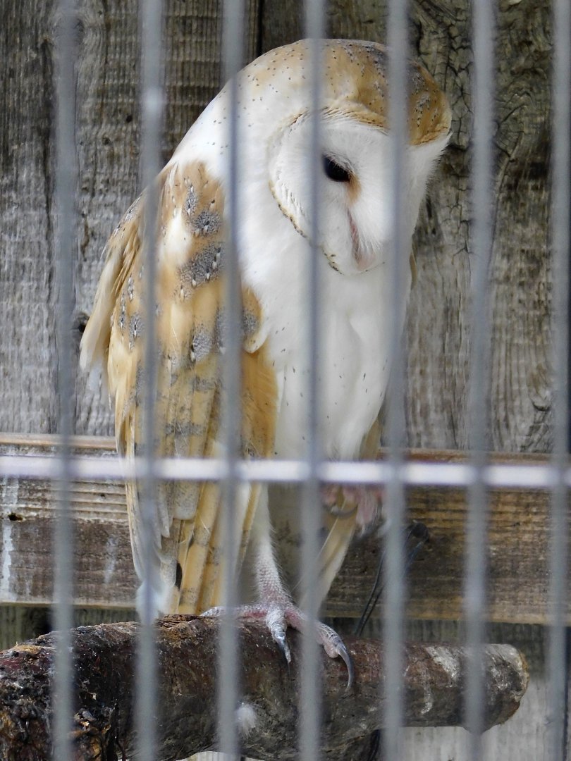 Barn Owl (Tyto alba) October 4, 2025