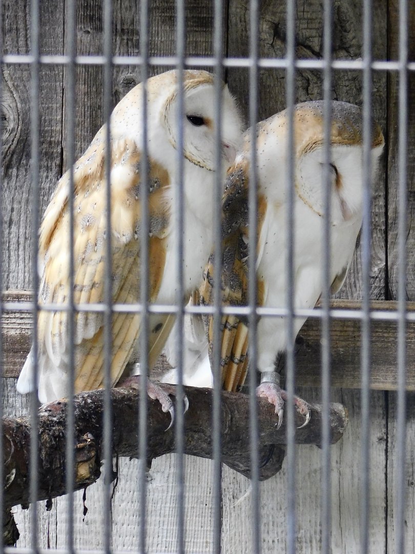 Barn Owl (Tyto alba) October 4, 2025