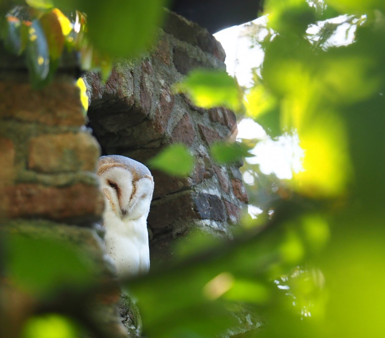 Barn owl (Tyto alba), Sep 2nd, 2018