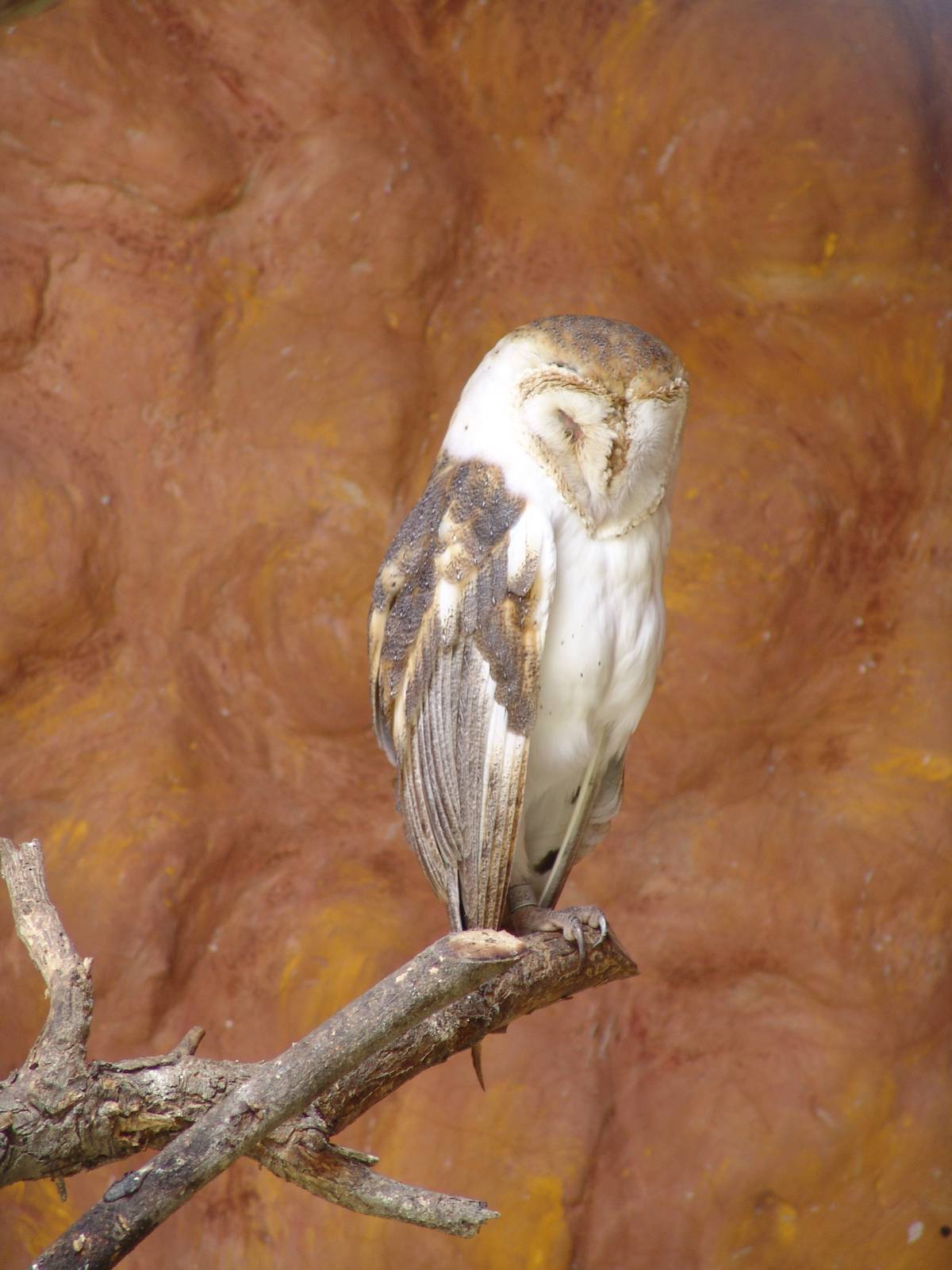 Barn Owl (Tyto alba)