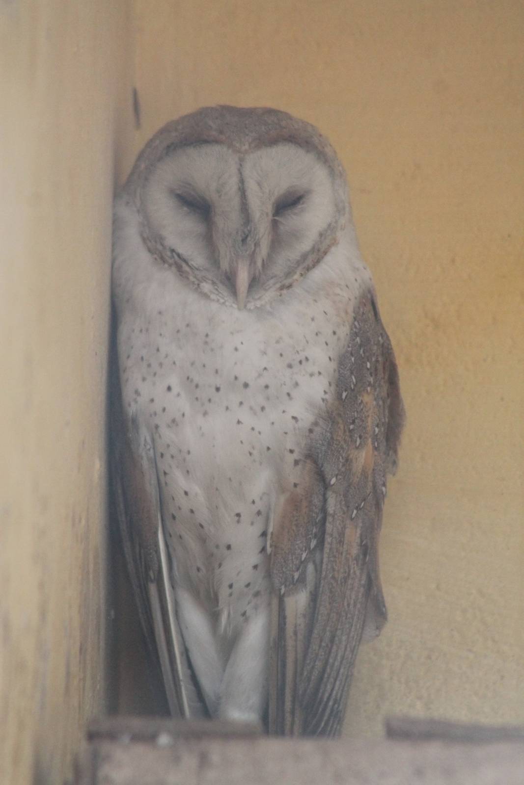 barn owl (Tyto alba)