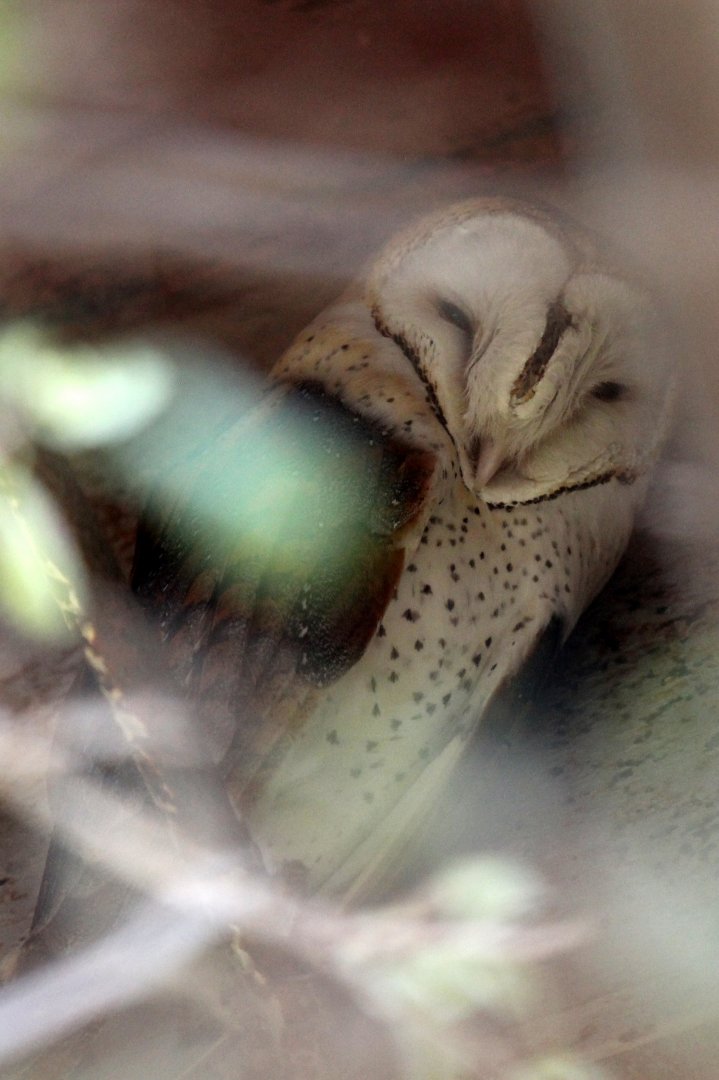 barn owl (Tyto alba)