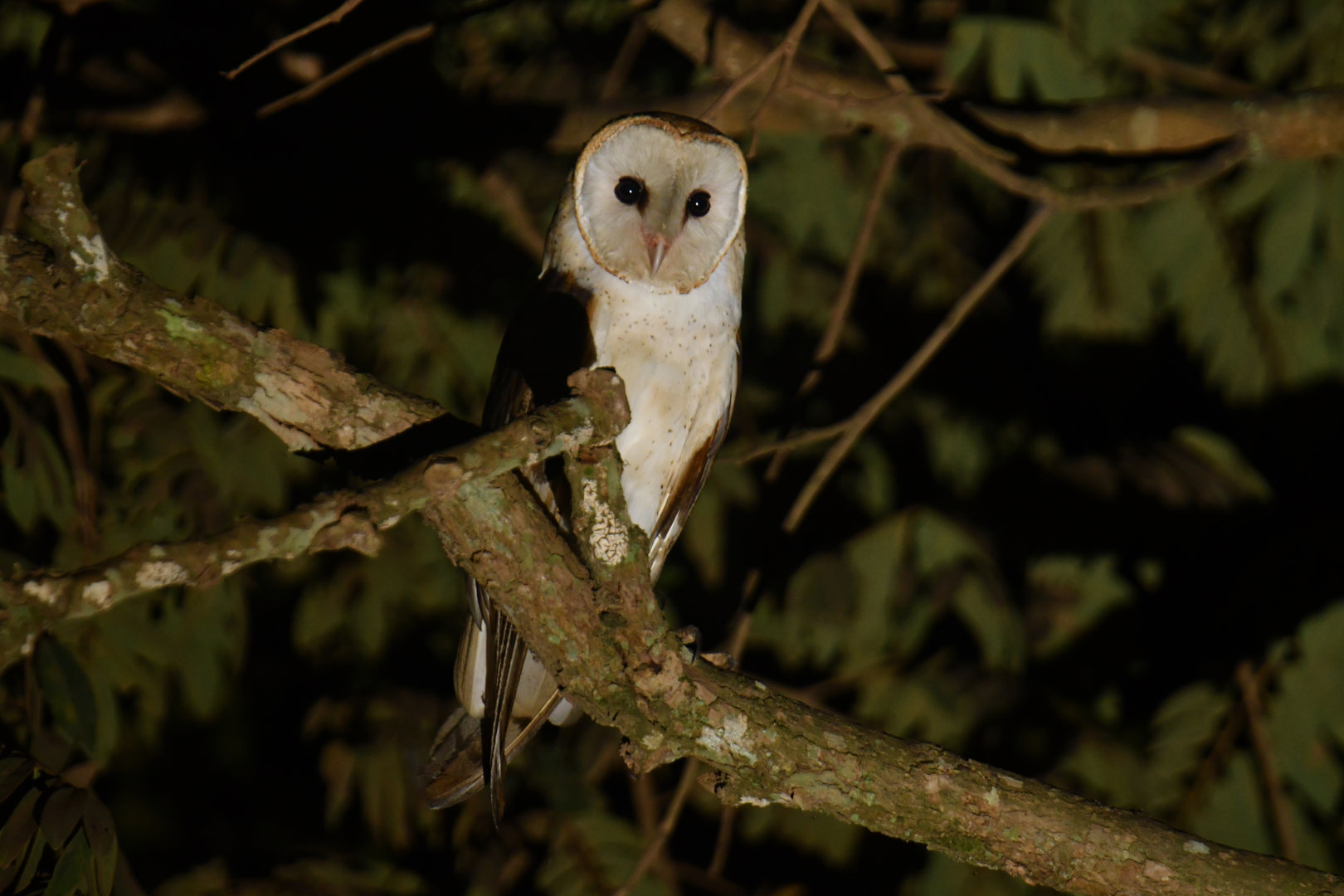 Barn owl (Tyto alba)