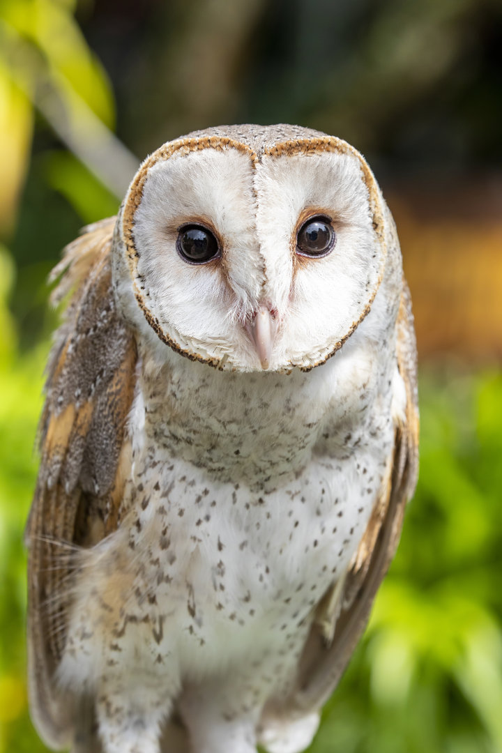 barn owl (Tyto alba)
