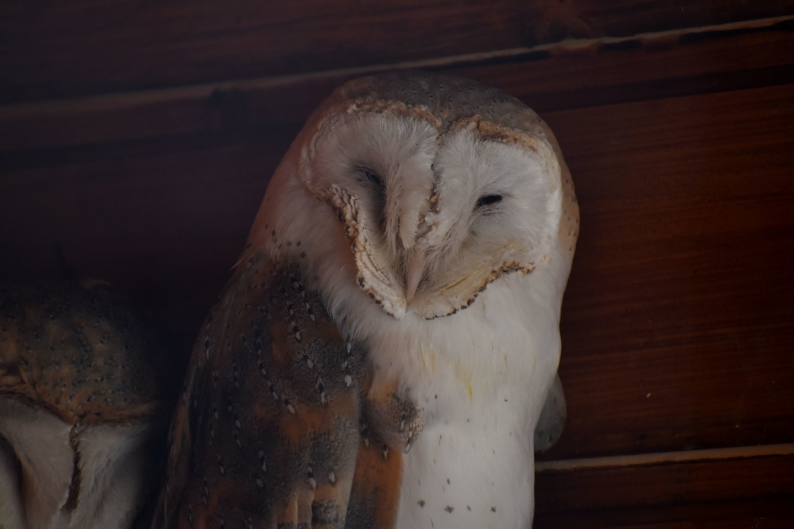 Barn Owl - Tyto alba