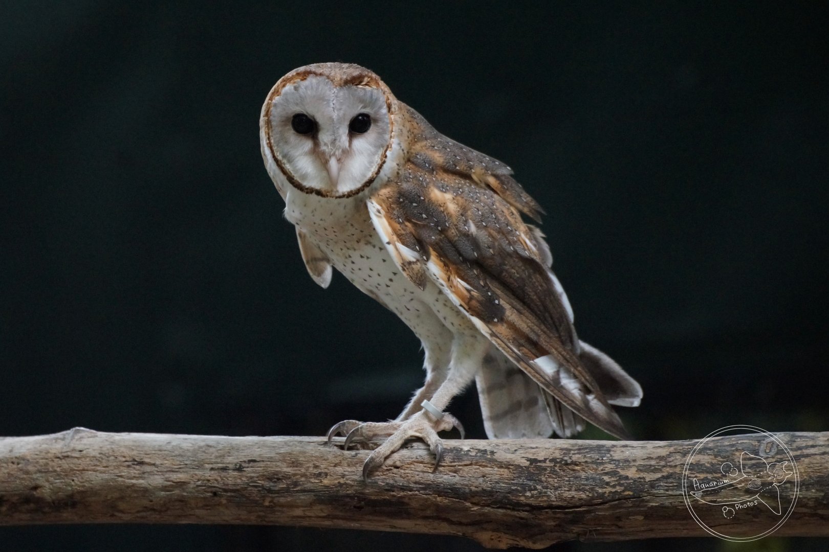 Barn Owl (Tyto alba)