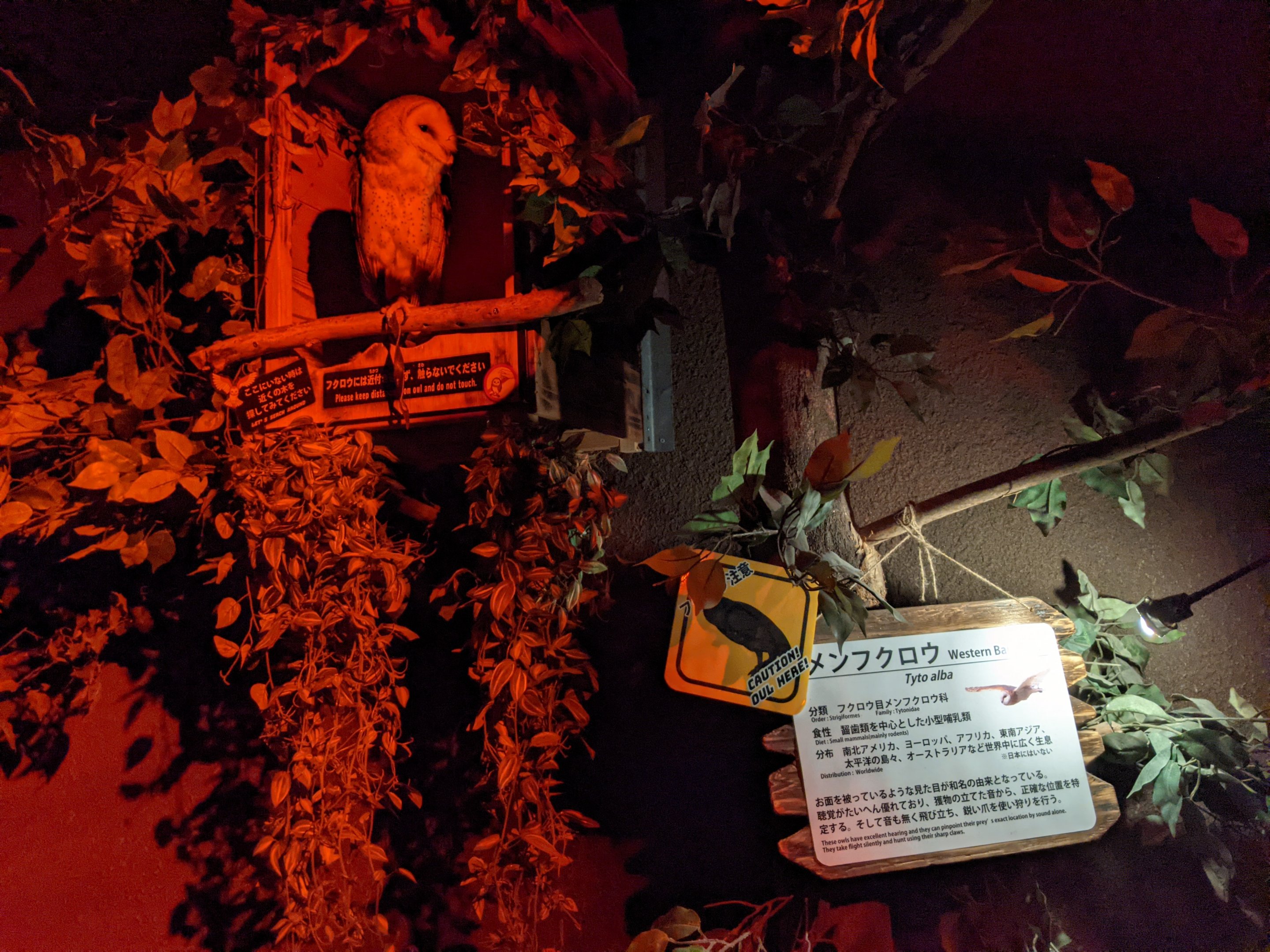 Barn Owl (Tyto alba)