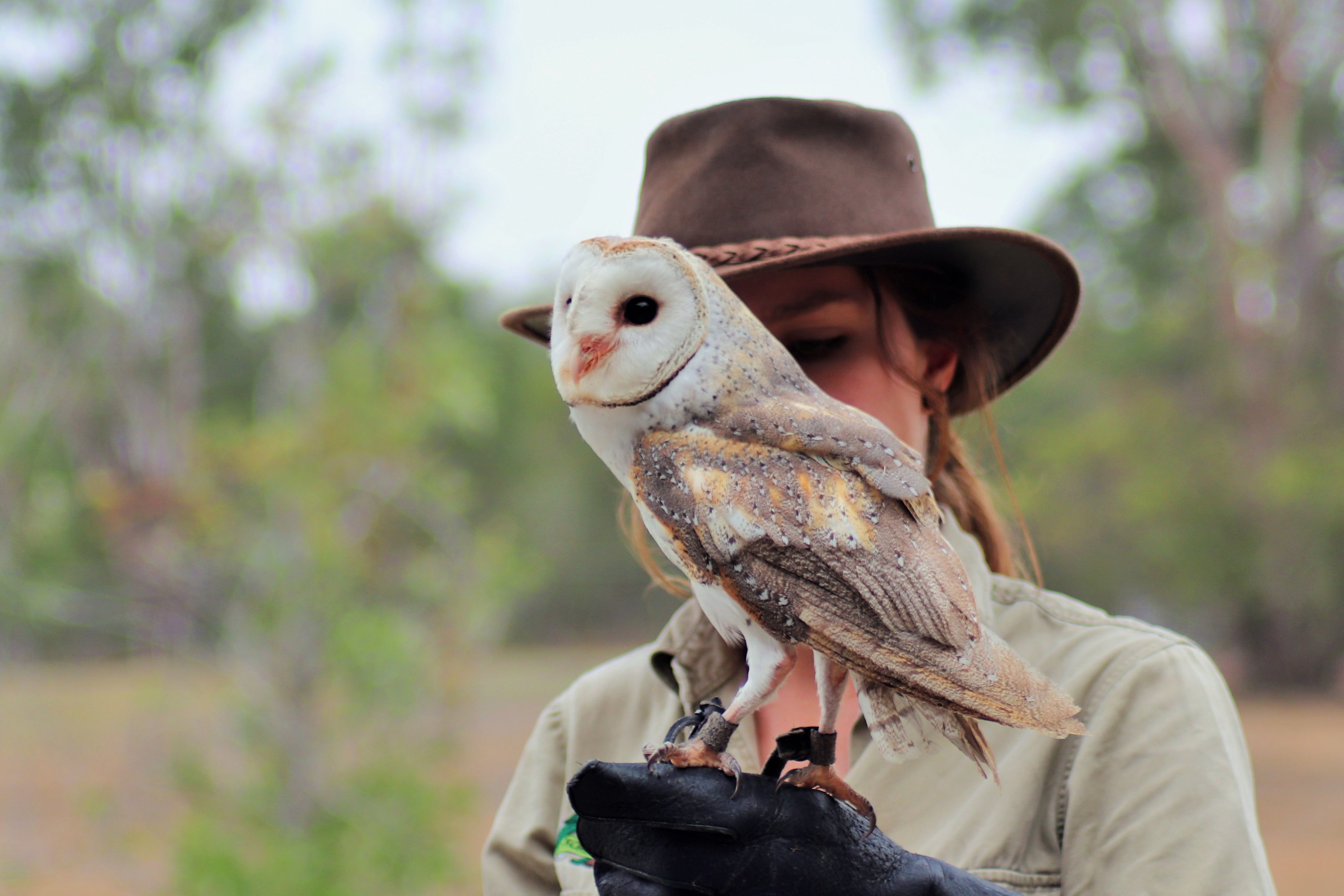 Barn Owl (Tyto delicatula)