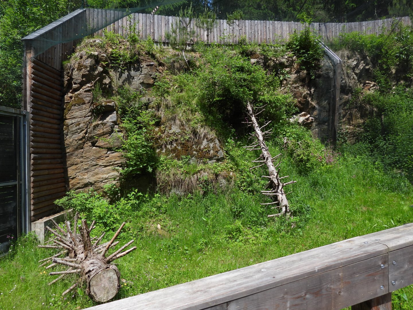 Barn owl walkthrough - Owl aviary at Borova Lada, nationalpark Sumava