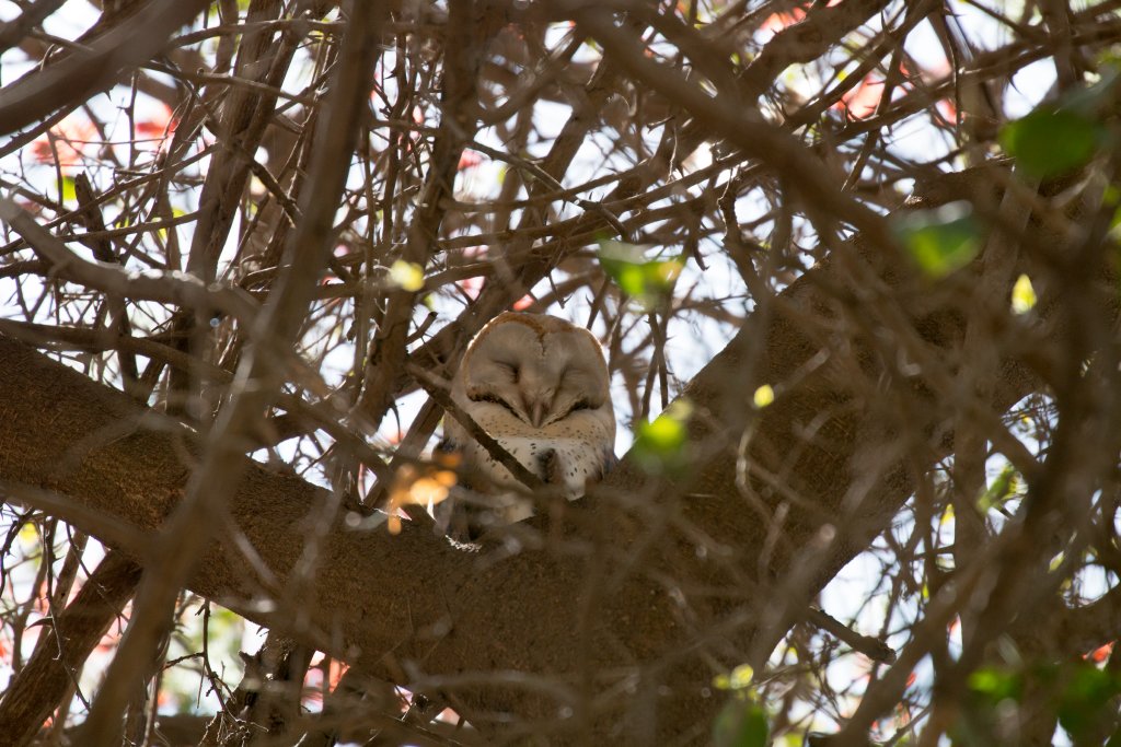 Barn Owl - wild bird