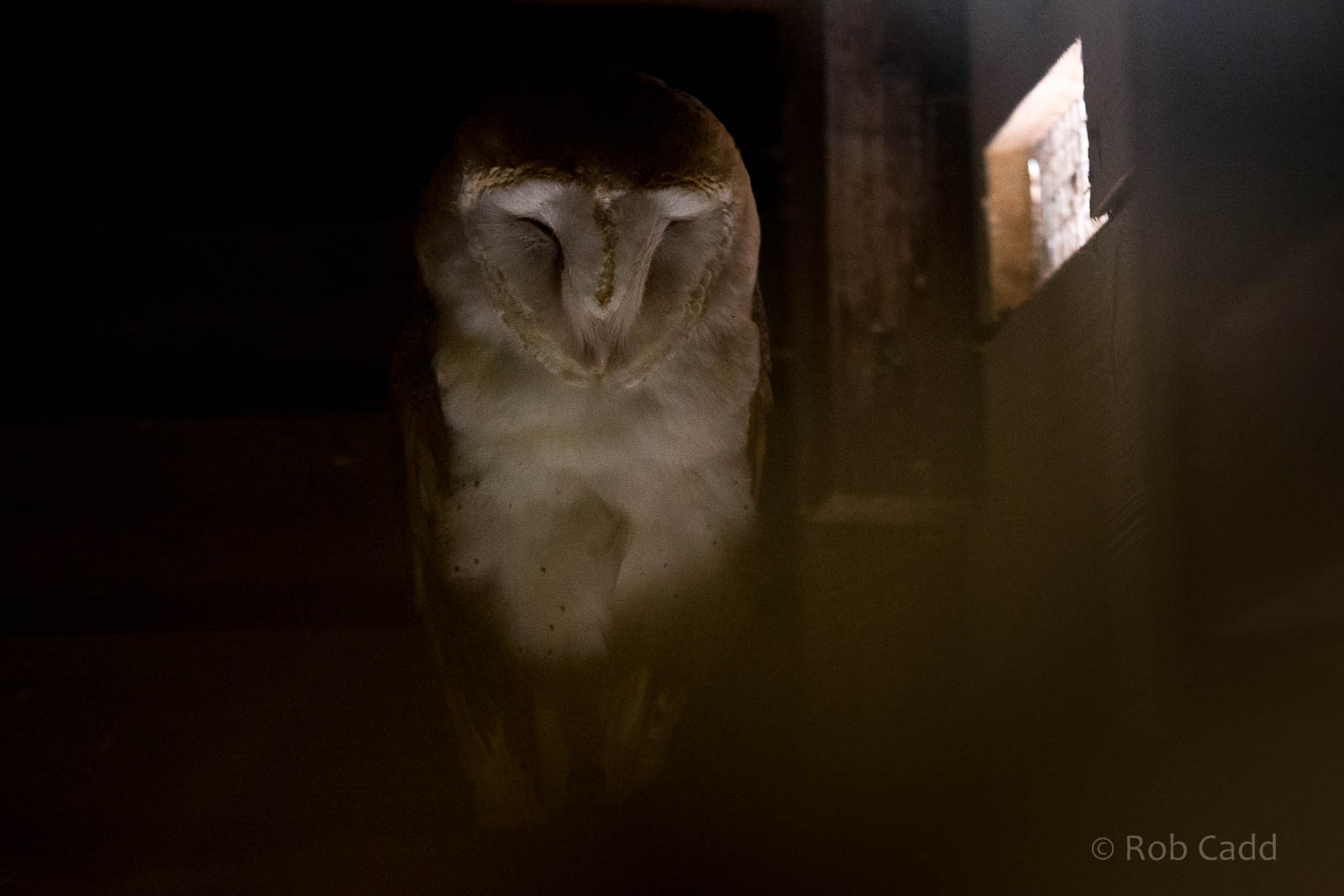 Barn owl : Wildwood : 16 Oct 2014