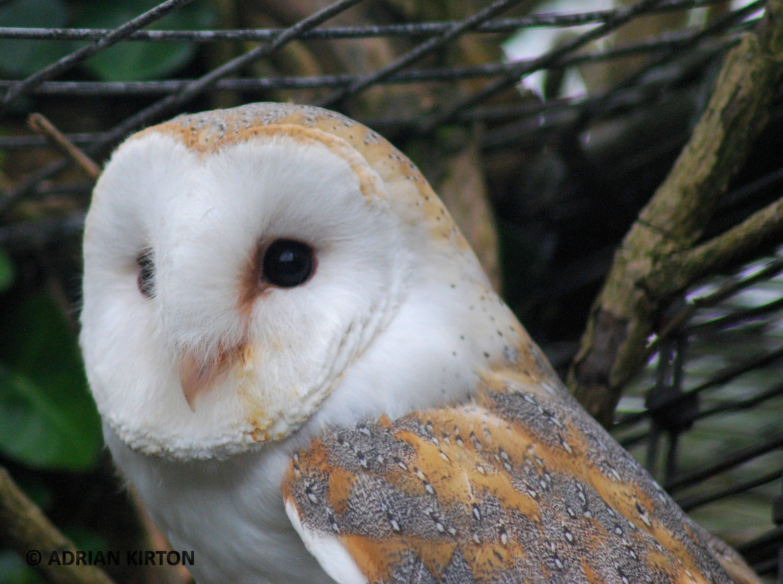 BARN OWL