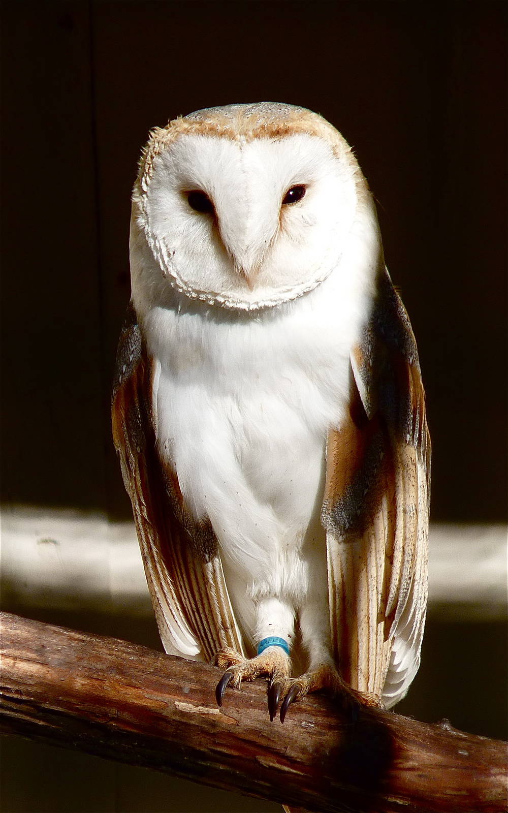 Barn Owl