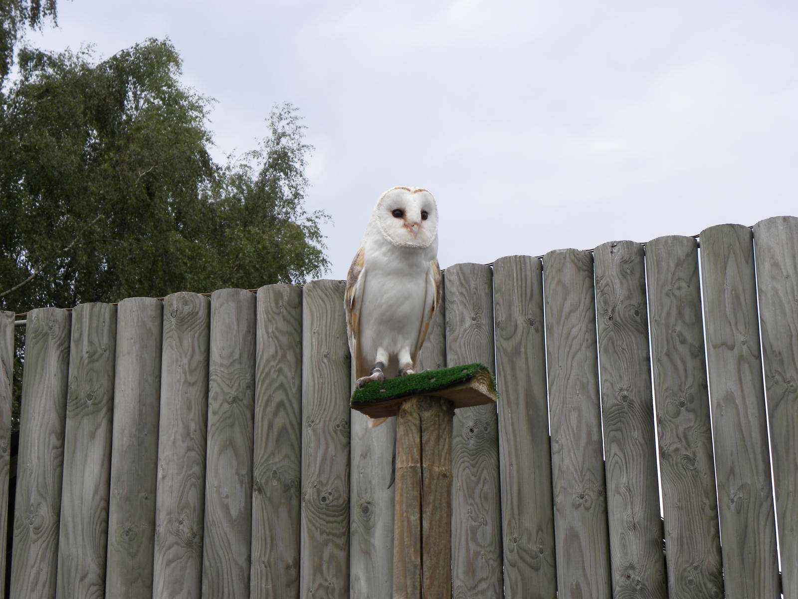 Barn Owl