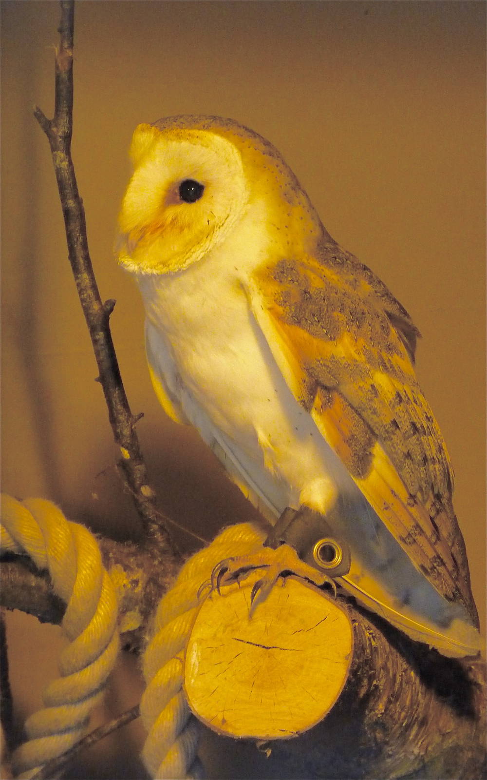 Barn Owl