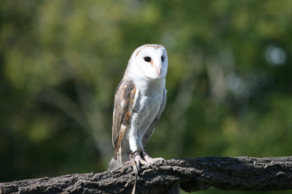 Barn Owl