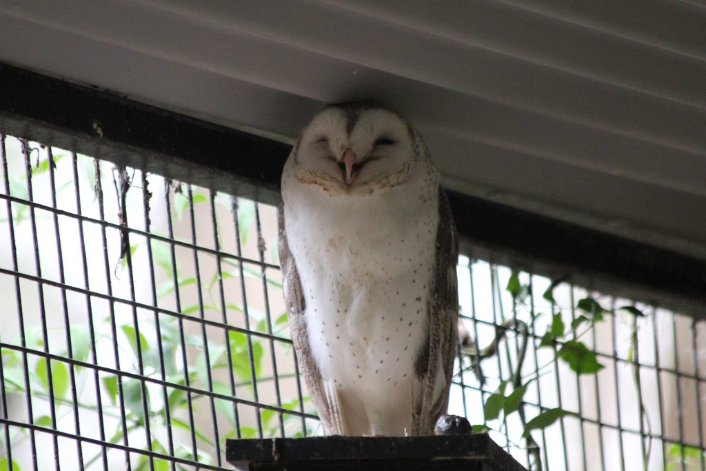 Barn Owl