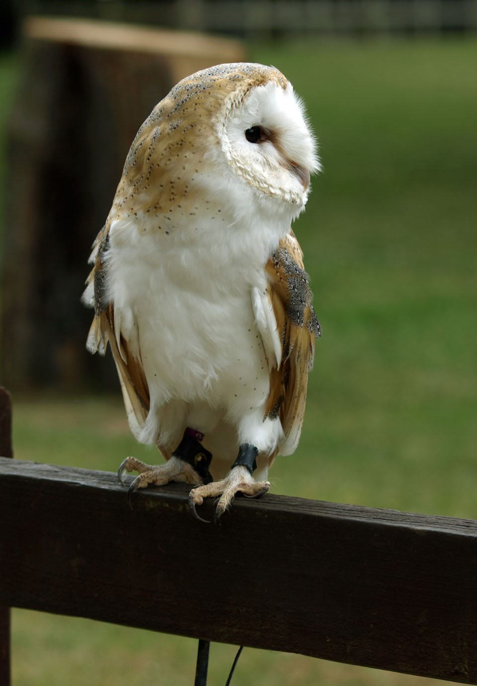 Barn owl