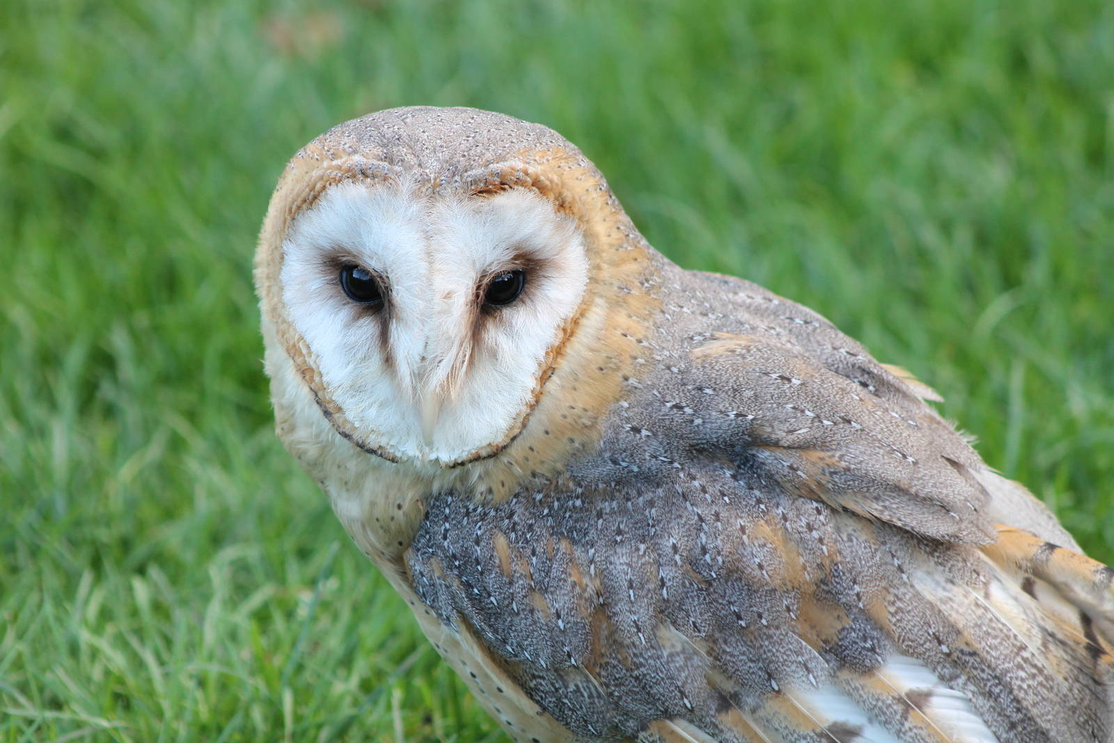 barn owl