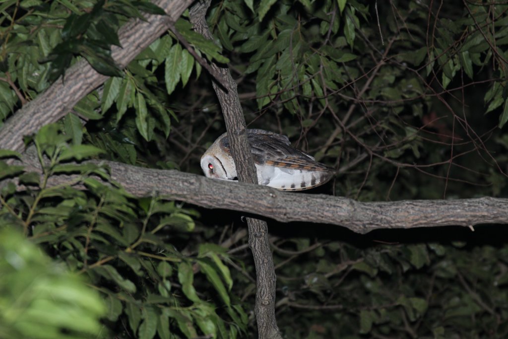Barn Owl