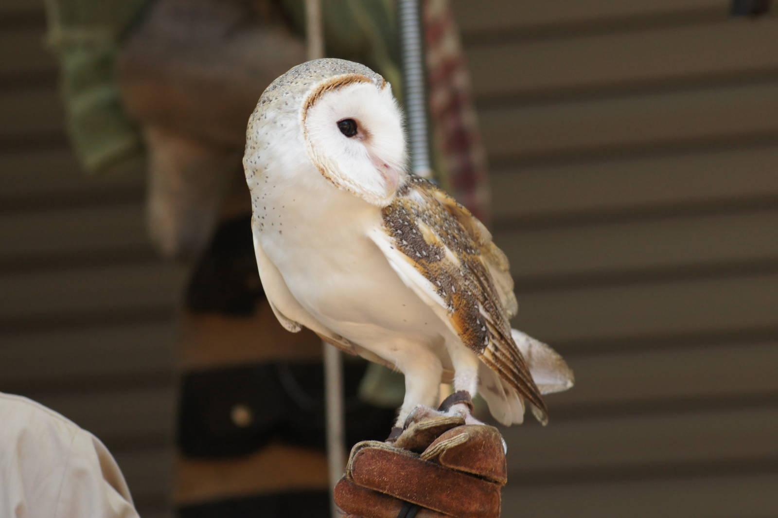 Barn owl