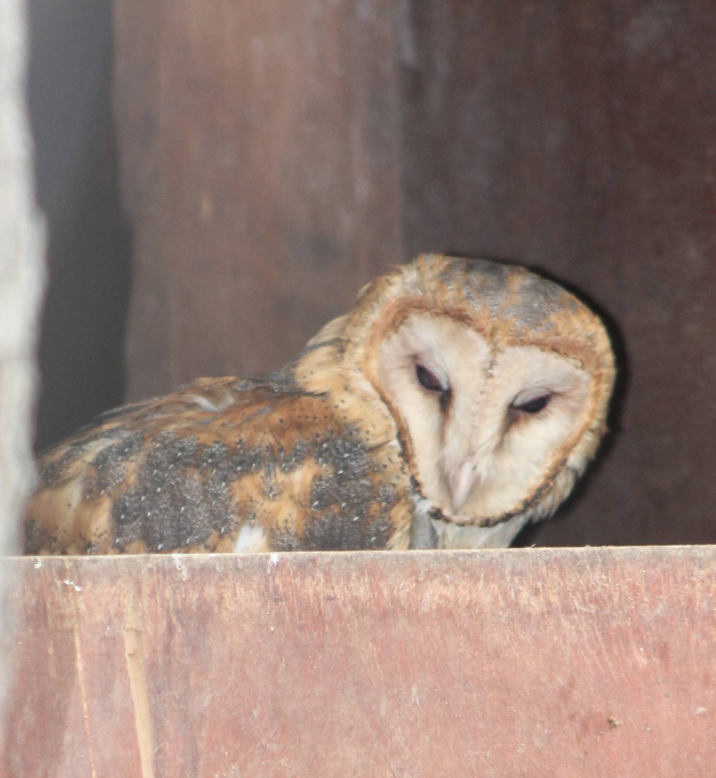 Barn owl