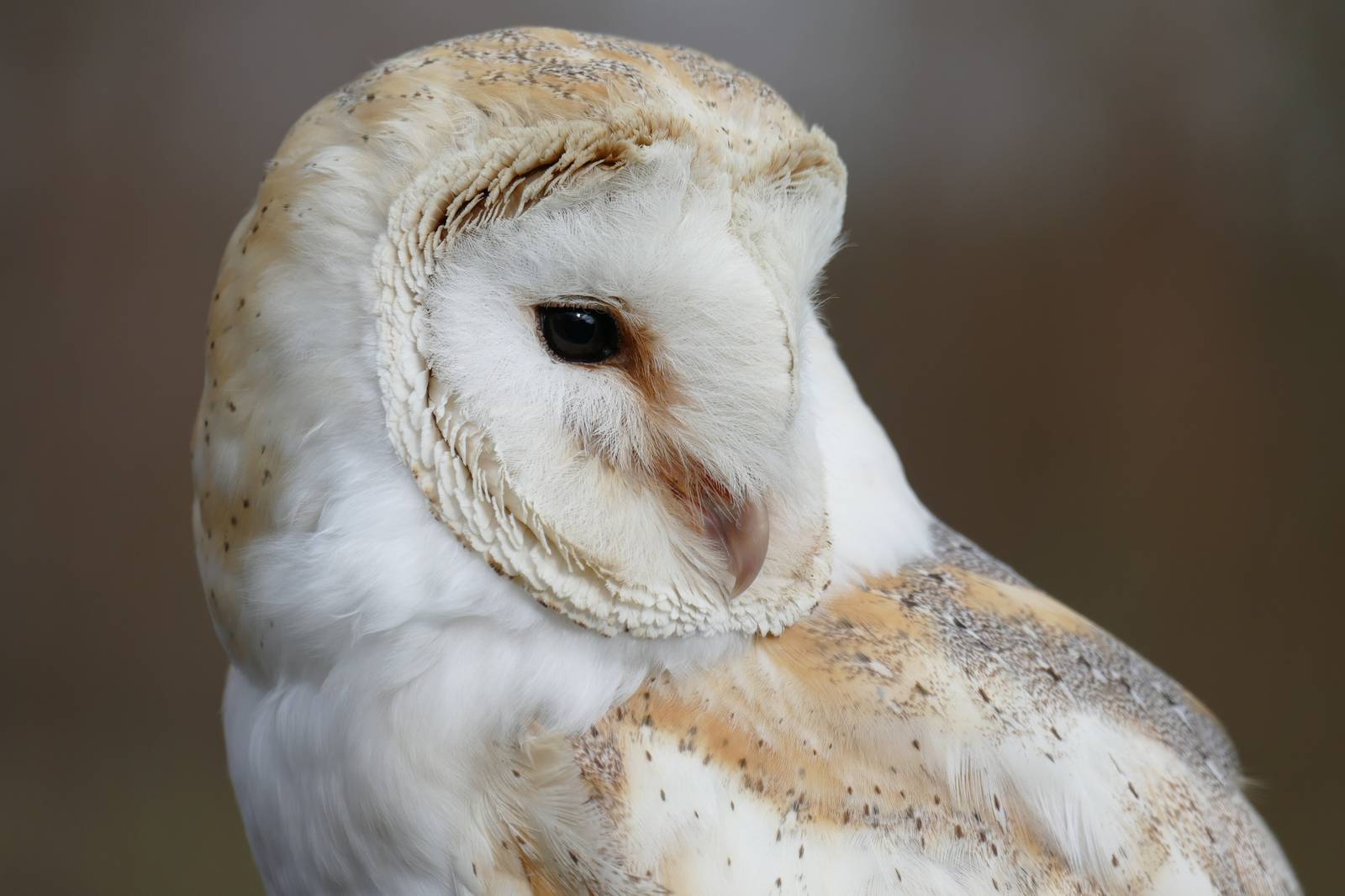 Barn Owl