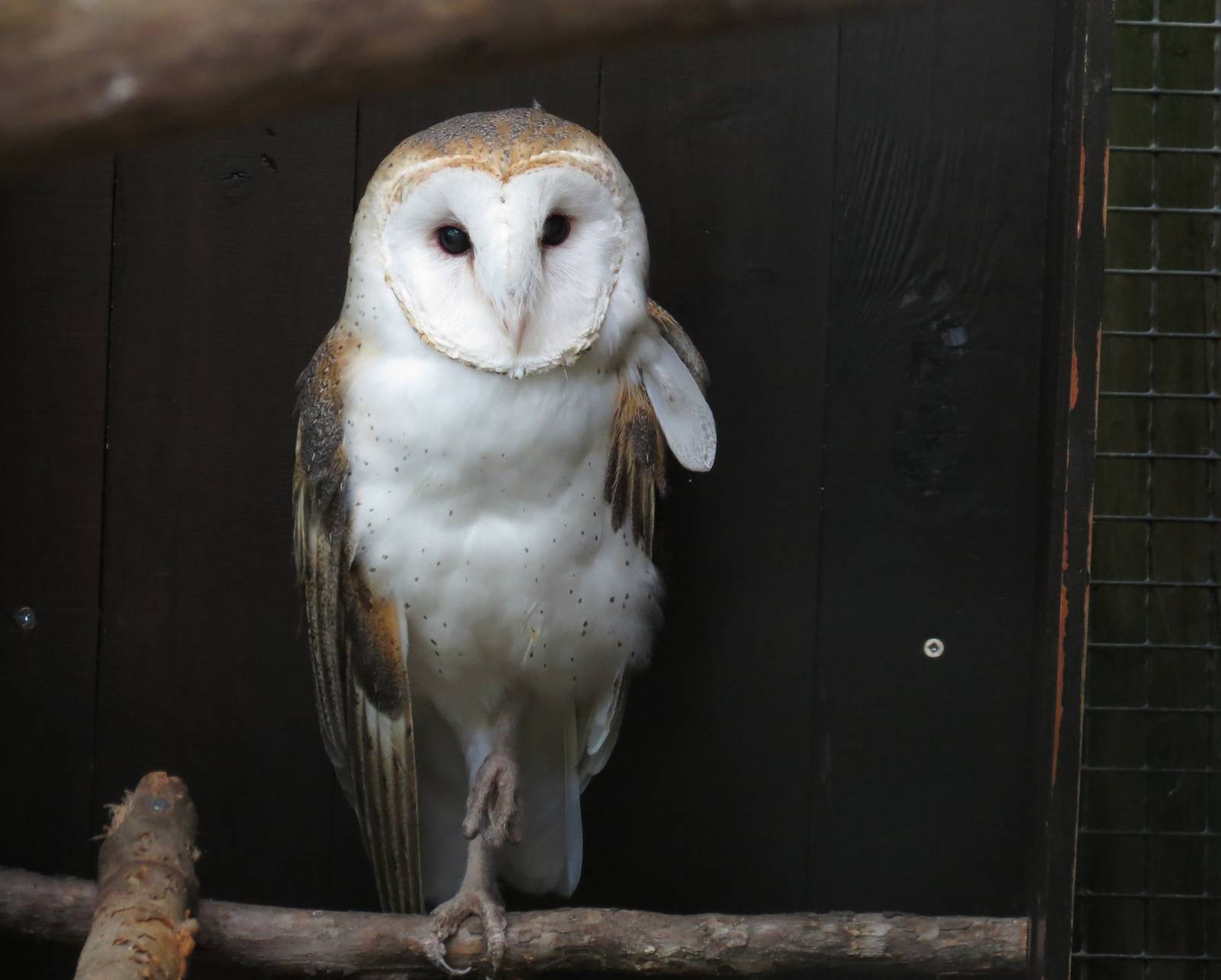 Barn Owl