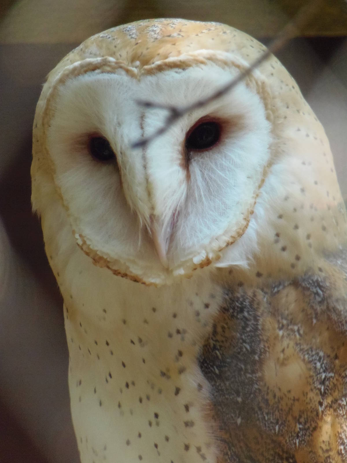 Barn Owl