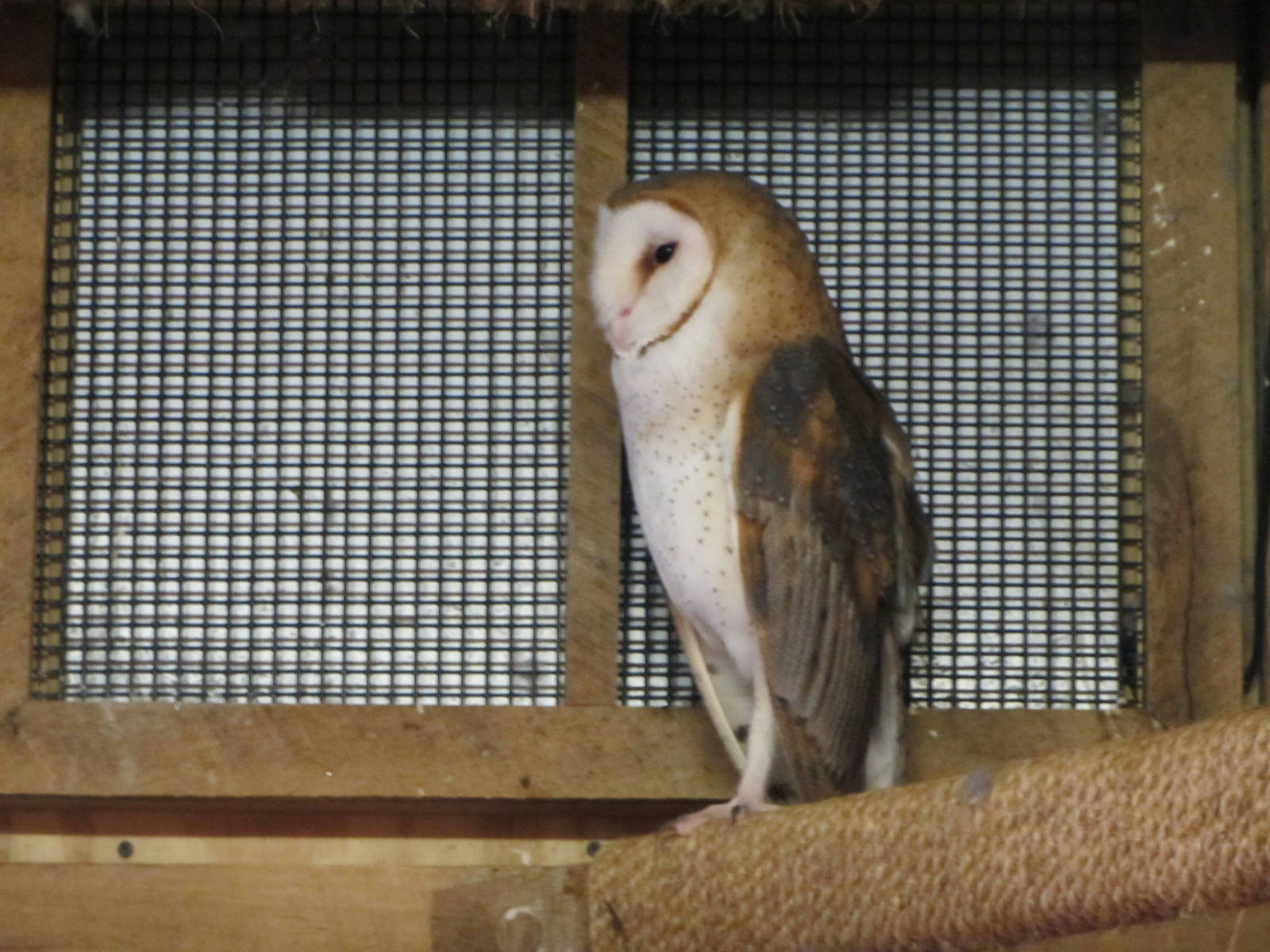 Barn Owl