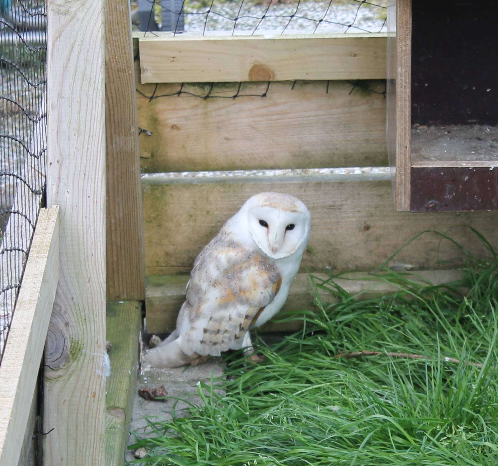 Barn owl