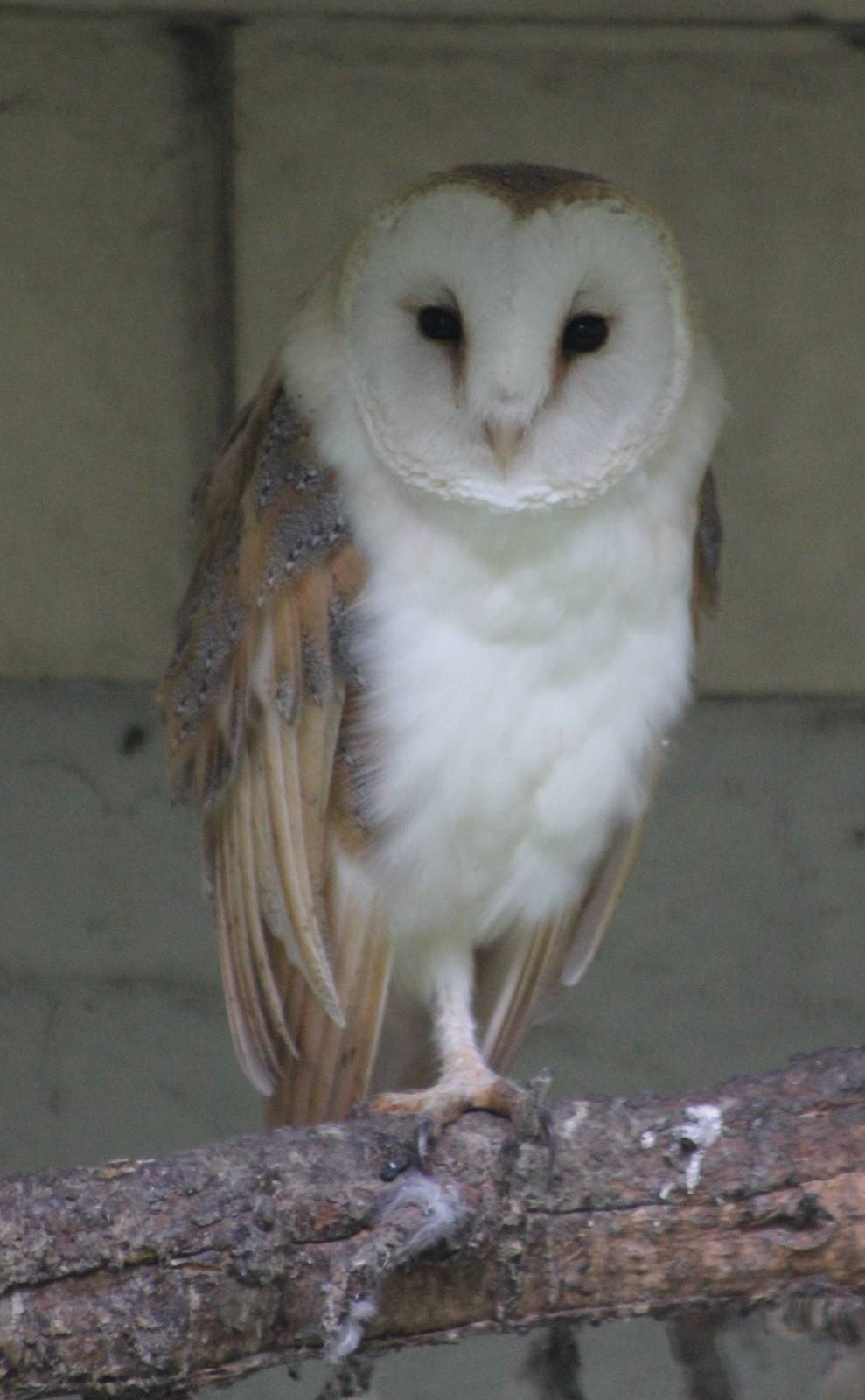 Barn owl