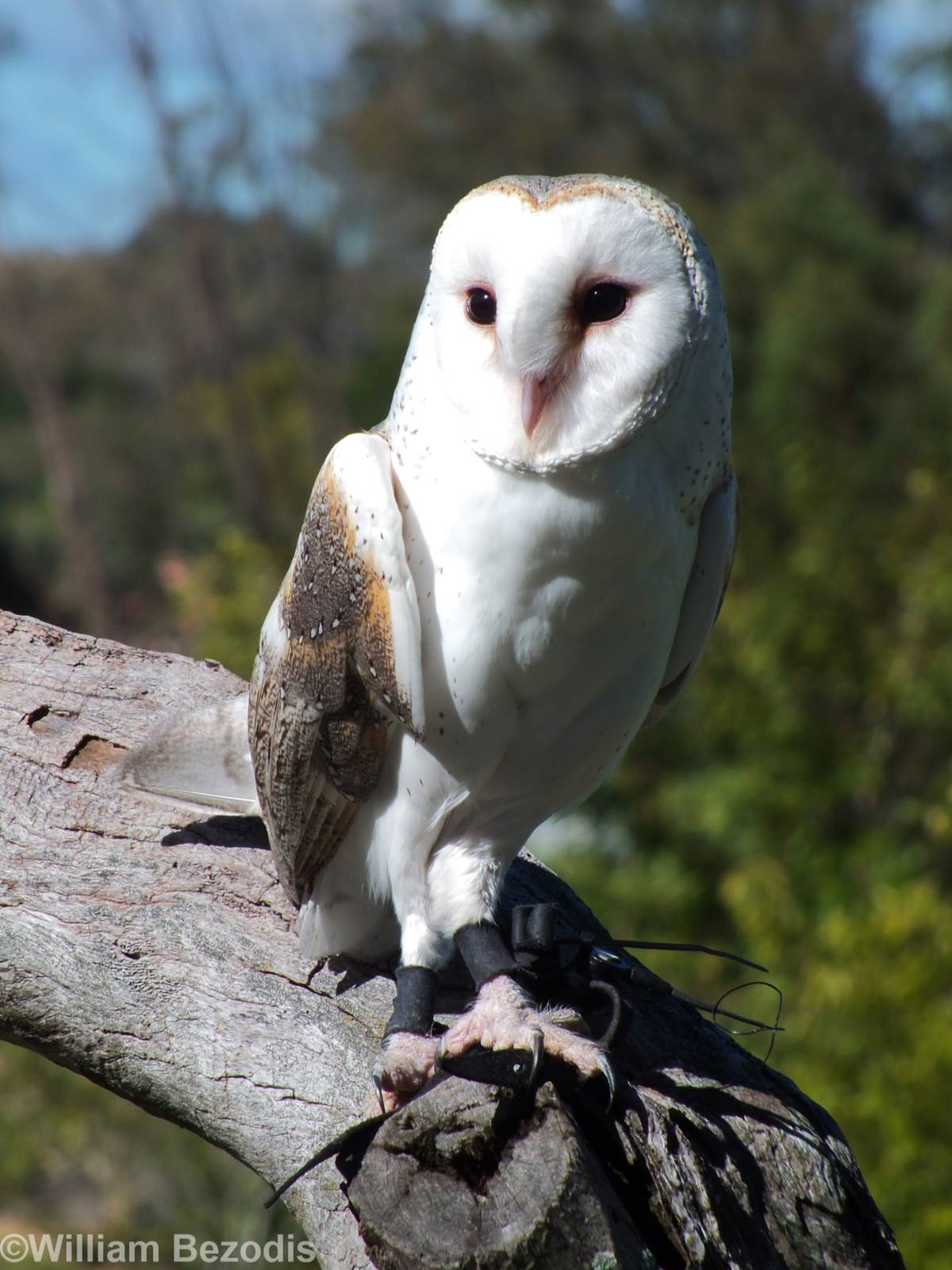 Barn Owl